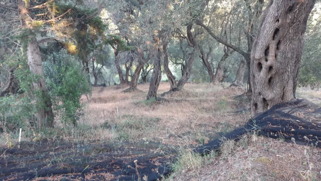 corfu cape drastis olive trees 1920w 1024x576