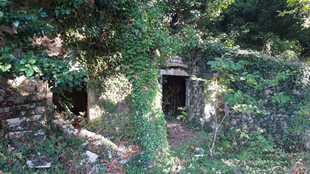 Ερειπωμένο κτίριο με δύο πόρτες όλο καλυμένο με κισσούς και μπροστά ένα δέντρο με μεγάλο κορμό καλυμένο και αυτό από κισσούς