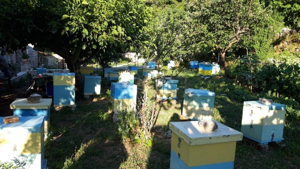Ένα μελισσοκομείο με πολλές πολύχρωμες κυψέλες (κυρίως κίτρινες, γαλάζιες και ανοιχτοπράσινες) απλωμένες σε ένα καταπράσινο ξέφωτο, κάτω από τη σκιά δέντρων με πυκνό φύλλωμα. Μερικές κυψέλες είναι τοποθετημένες σε ζευγάρια ή σε μικρές ομάδες. Το φως του ήλιου φιλτράρεται μέσα από τα φύλλα, ρίχνοντας σκιές στο έδαφος. Στα αριστερά διακρίνεται μερικώς μια ανθρώπινη φιγούρα. Η σκηνή αποπνέει μια γαλήνια, αγροτική ατμόσφαιρα αφιερωμένη στη μελισσοκομία.