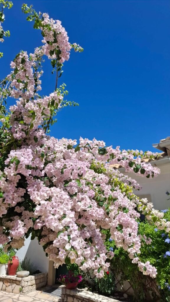 Beautiful flowers at the monastery of Palaiokastritsa