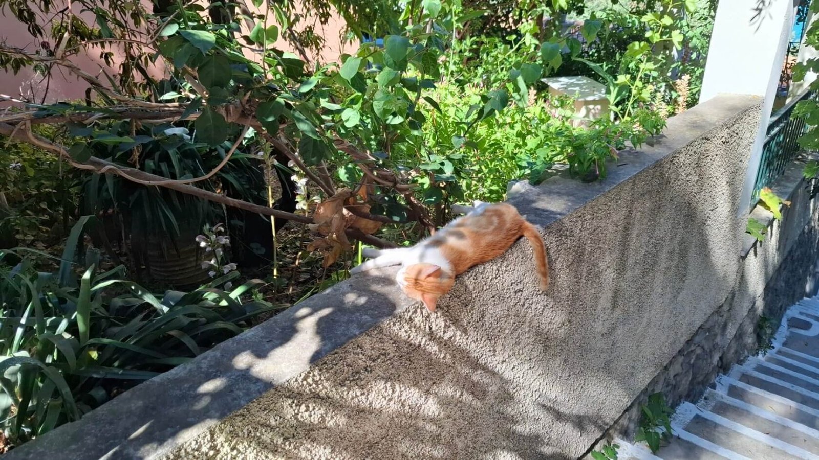 A cat taking a nap under the shadows of Palaiokastrista's stone-paved alleys
